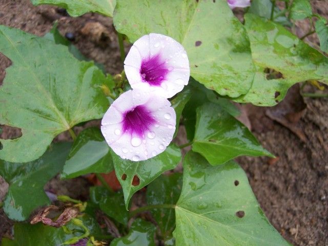 Covington photo Covington.jpg